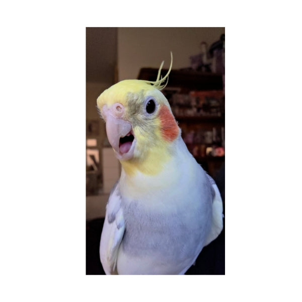 Merle the Talking Plush - With Sound