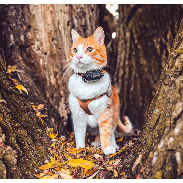 Ros Adventure Cat Plushie (Official)