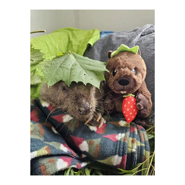 Agnes the Beaver Plush 2.0