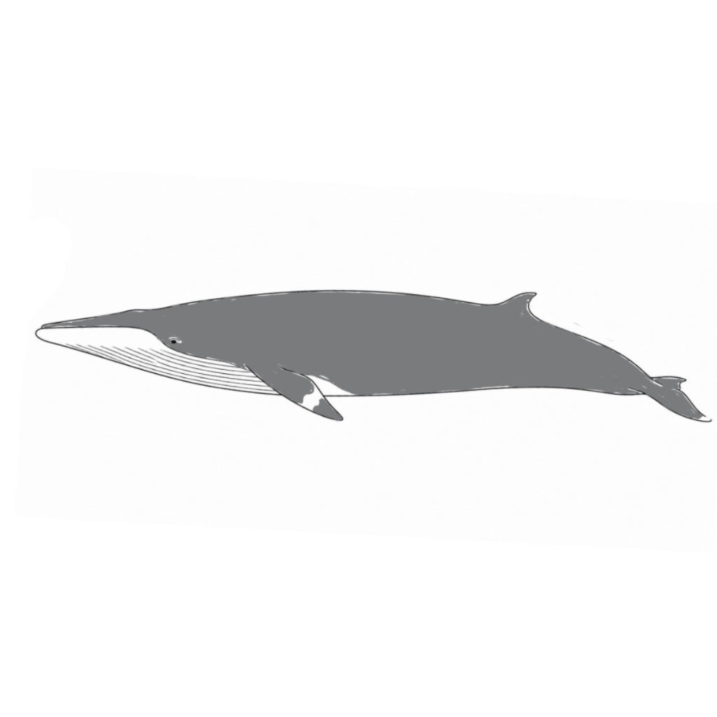 Archie the Minke Whale Plush