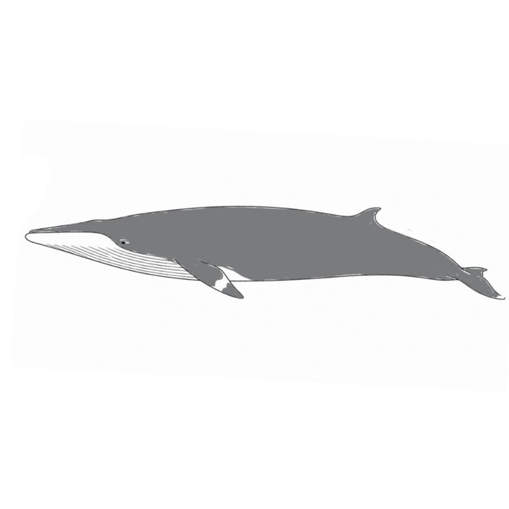 Archie the Minke Whale Plush