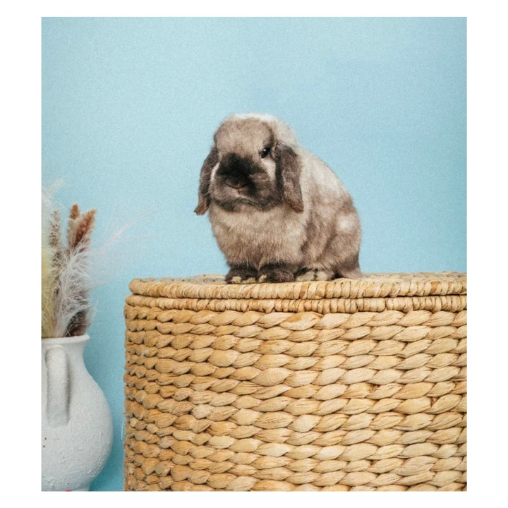Beef the Bunny Plushy