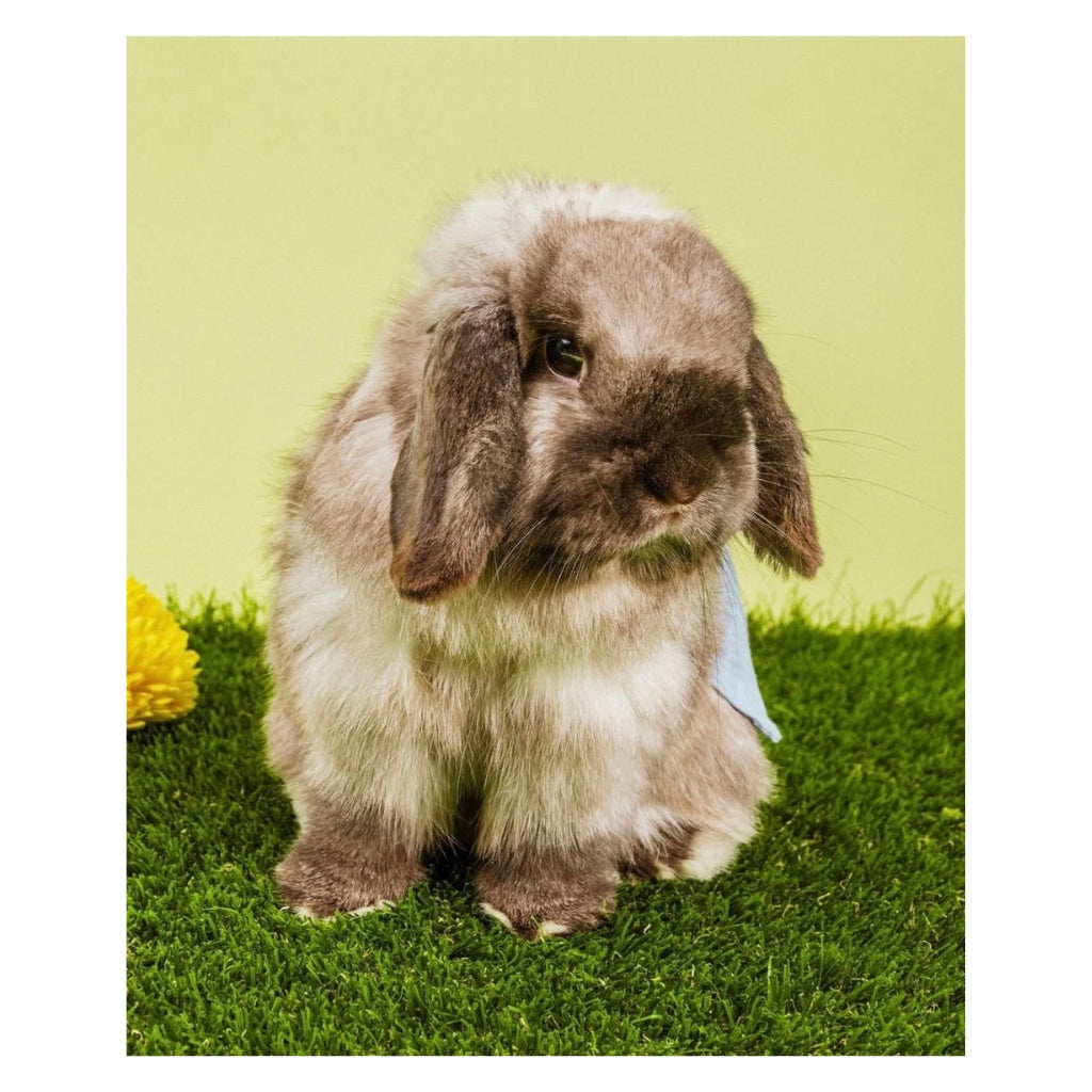 Beef the Bunny Plushy