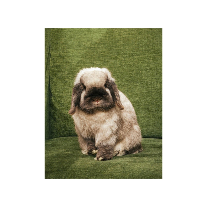 Beef the Bunny Plushy
