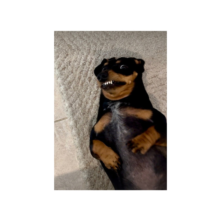 Billie Plush @frankieandbillie_