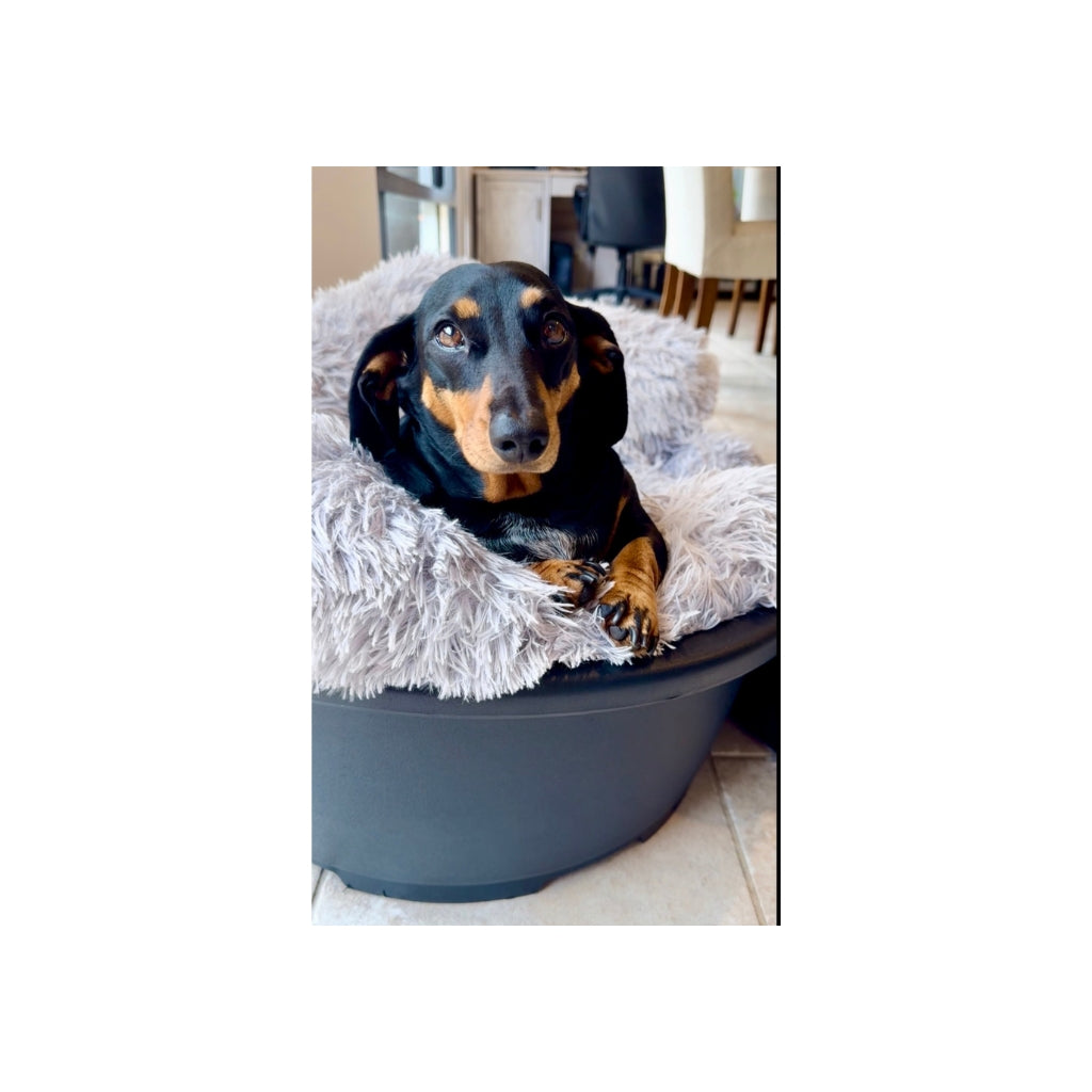 Billie Plush @frankieandbillie_