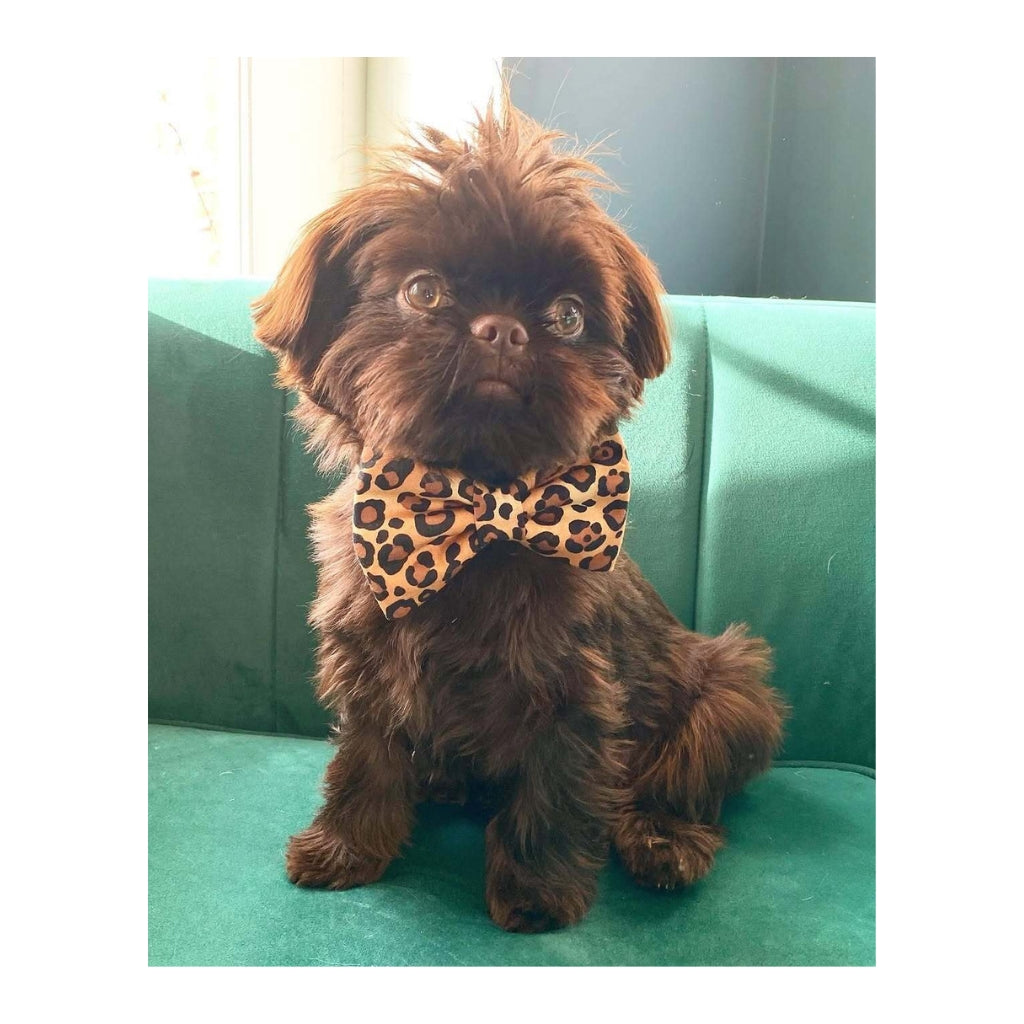 Branston Plush