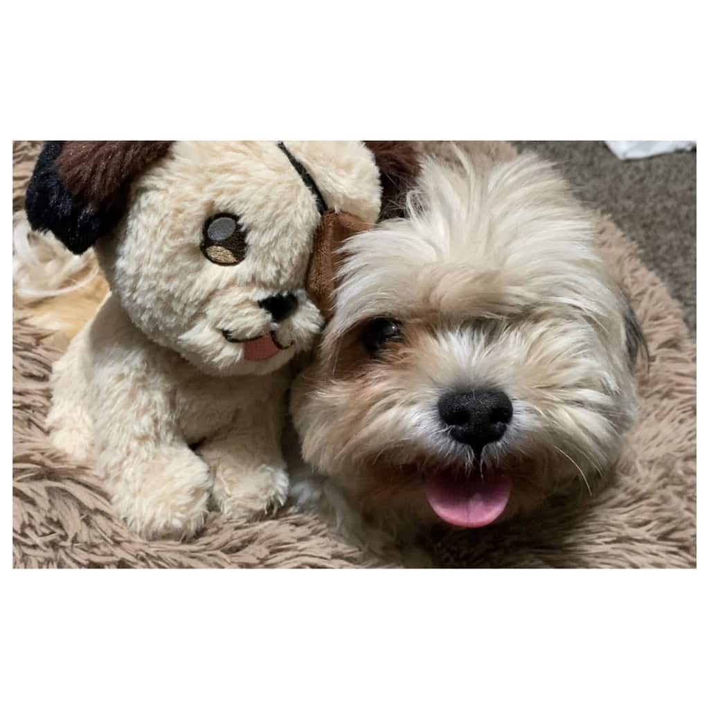 Bug Plush