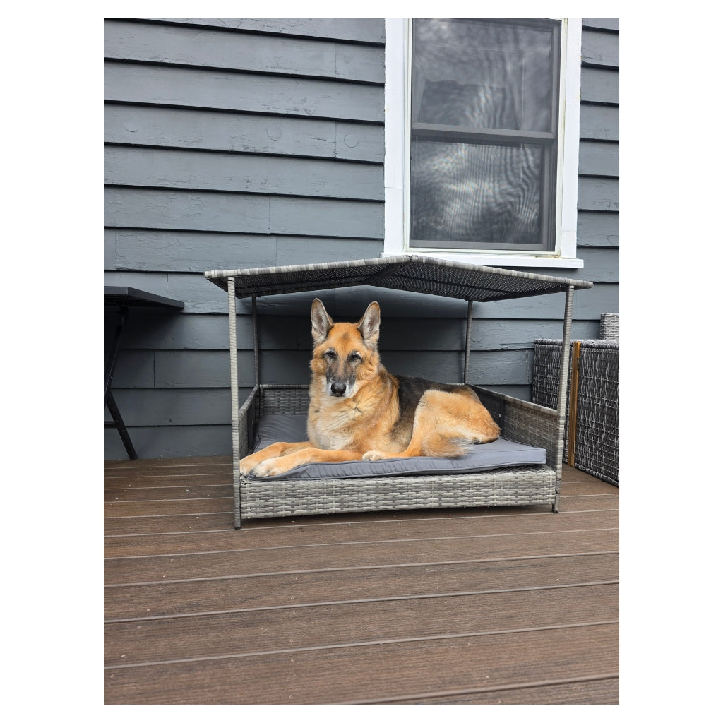 CJ The Timeless Dog Plush
