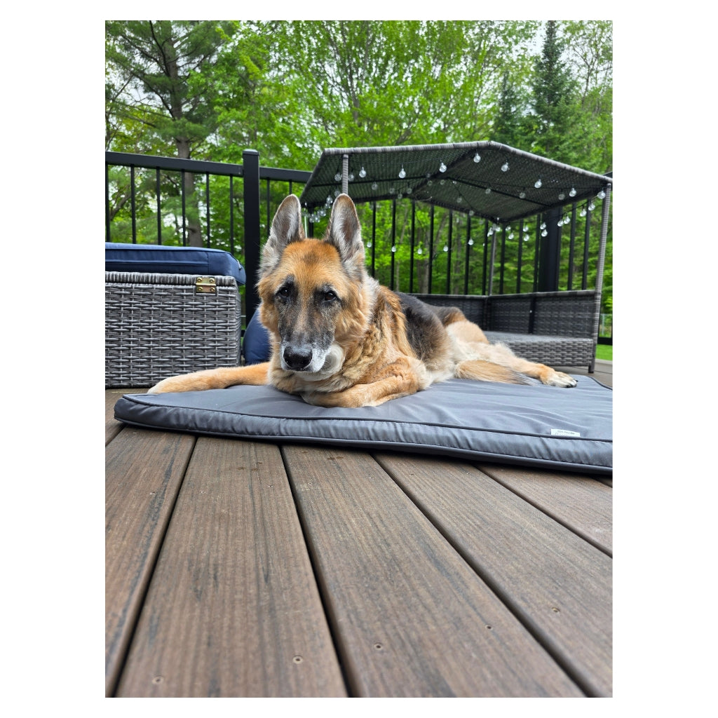 CJ The Timeless Dog Plush