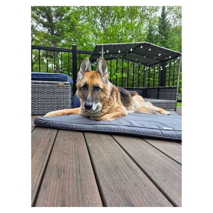 CJ The Timeless Dog Plush