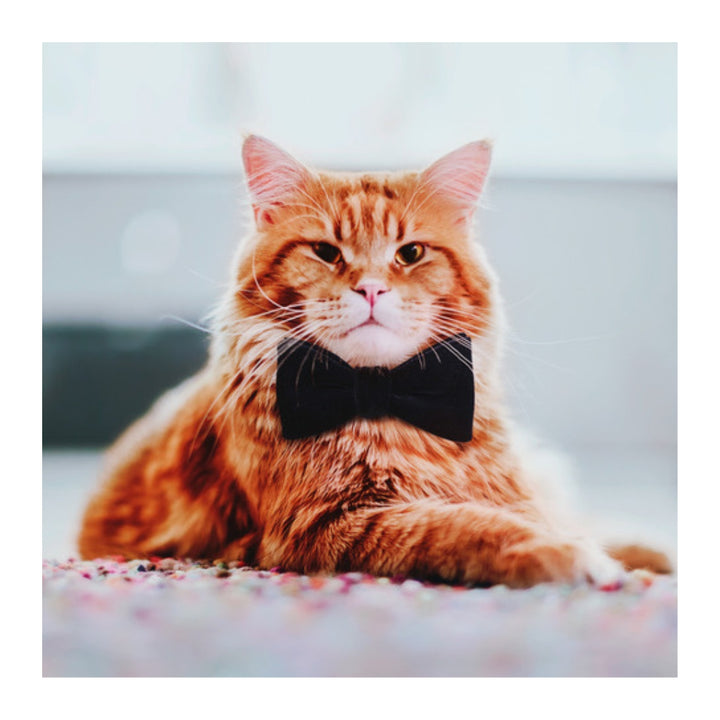 Cutlet the Cat Plush