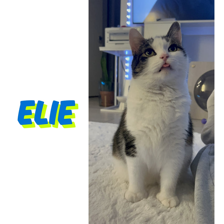 Elie The Hallway Cat Plushie