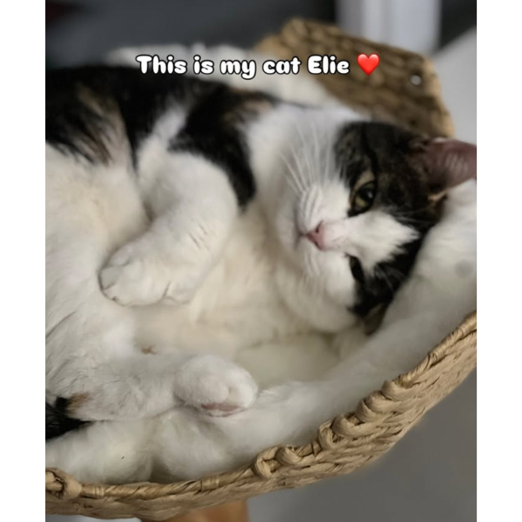 Elie The Hallway Cat Plushie