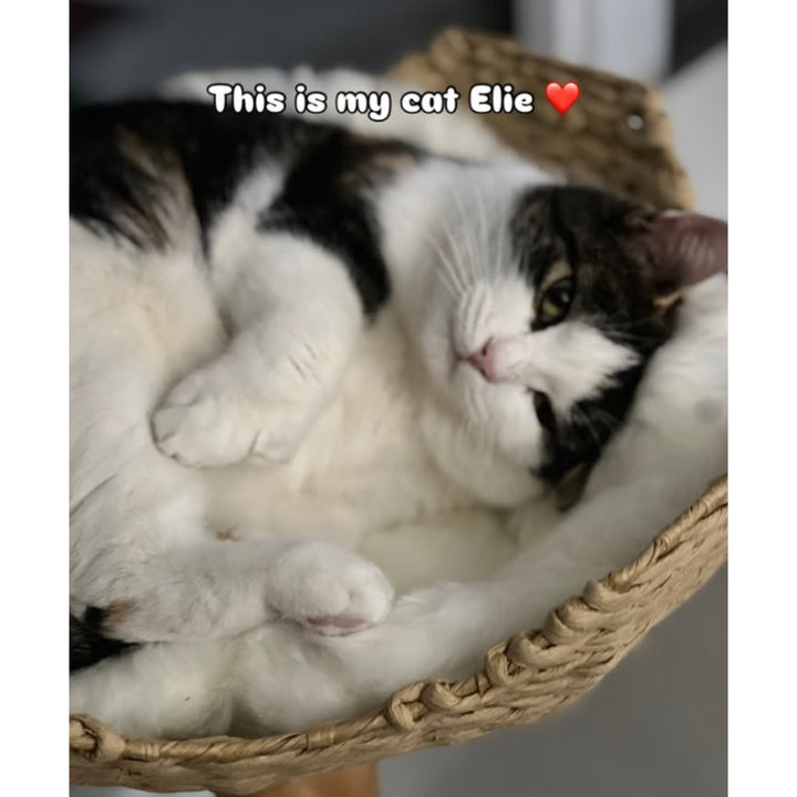 Elie The Hallway Cat Plushie