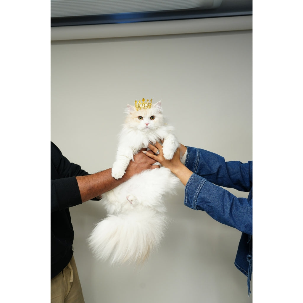 Fluffyboy Louie Plush