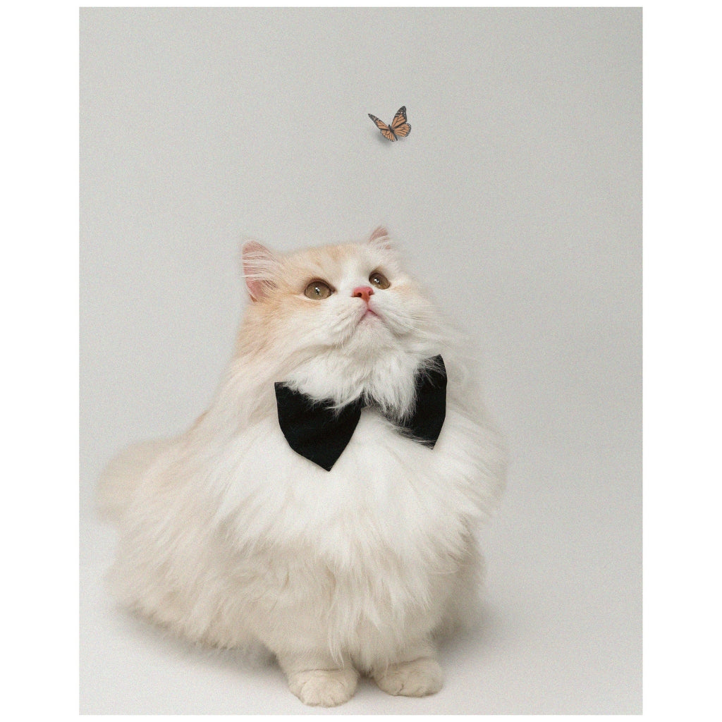 Fluffyboy Louie Plush
