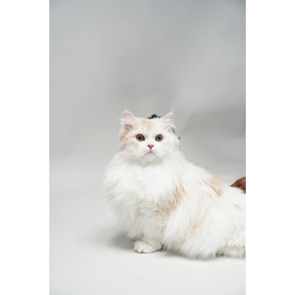 Fluffyboy Louie Plush