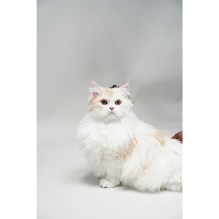 Fluffyboy Louie Plush