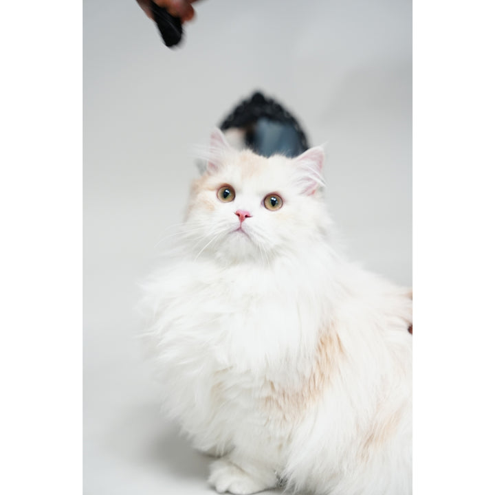 Fluffyboy Louie Plush