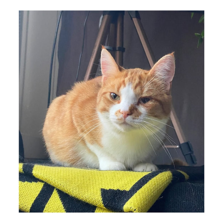 Henry Plushie