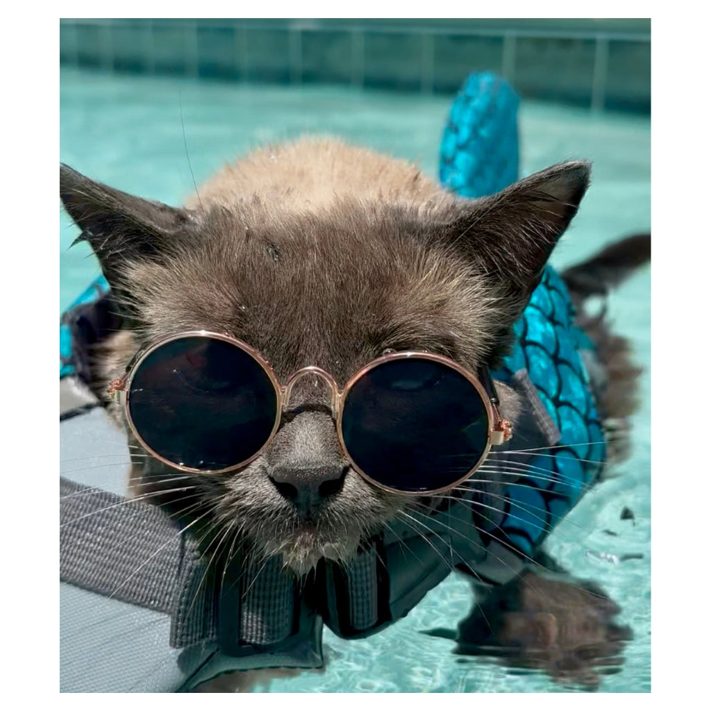 Hester is Not a Cat Plush