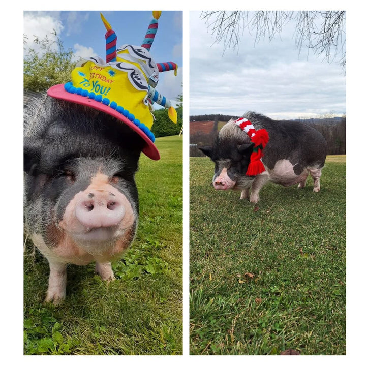 Homer the Pig Plush