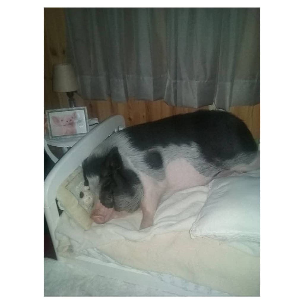 Homer the Pig Plush