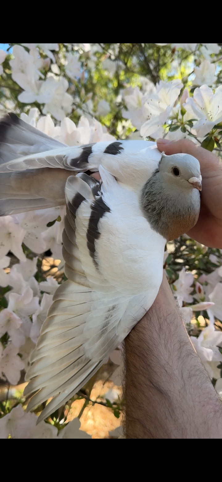 Jasmine the Lucerne Pigeon Plush