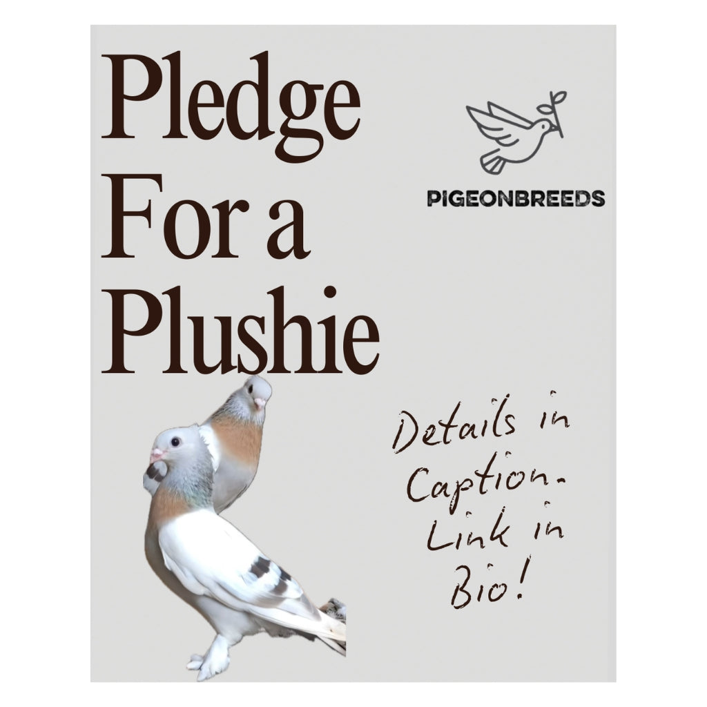 Jasmine the Lucerne Pigeon Plush