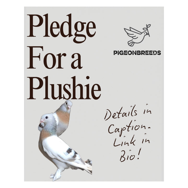 Jasmine the Lucerne Pigeon Plush