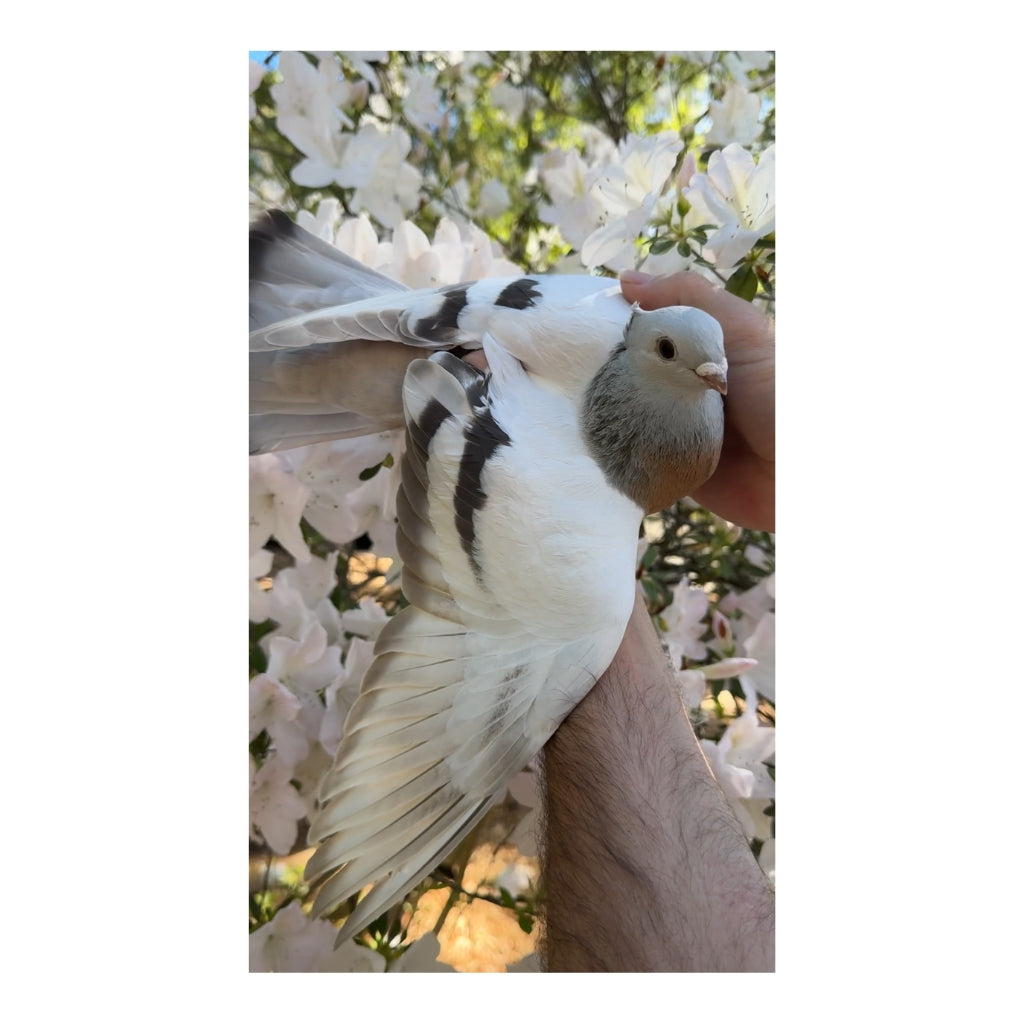 Jasmine the Lucerne Pigeon Plush