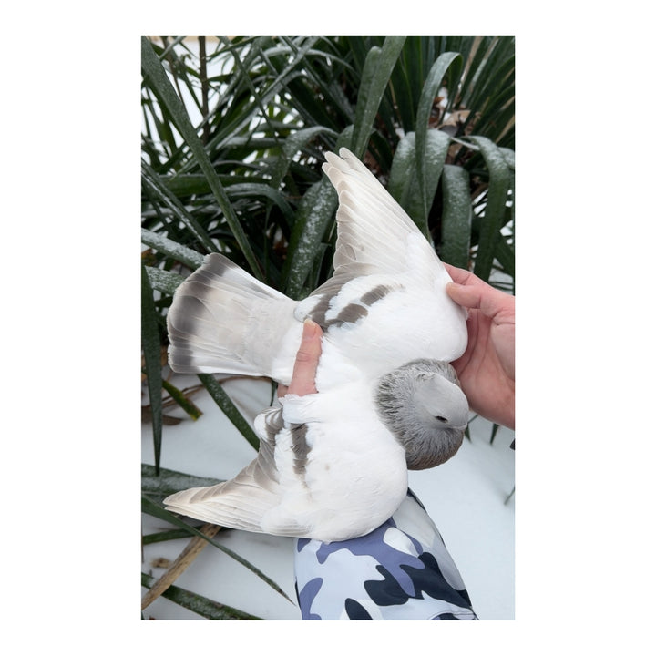 Jasmine the Lucerne Pigeon Plush