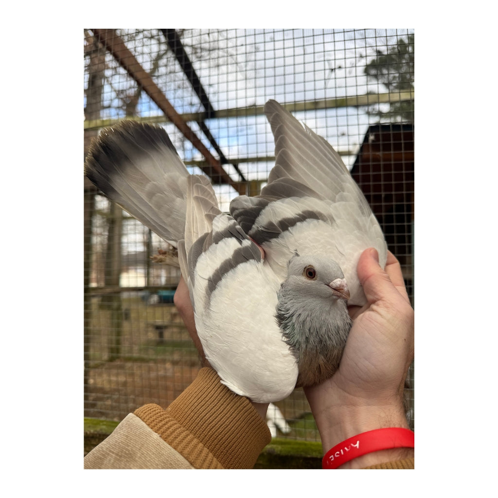 Jasmine the Lucerne Pigeon Plush