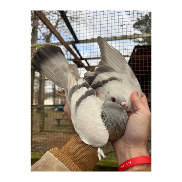 Jasmine the Lucerne Pigeon Plush