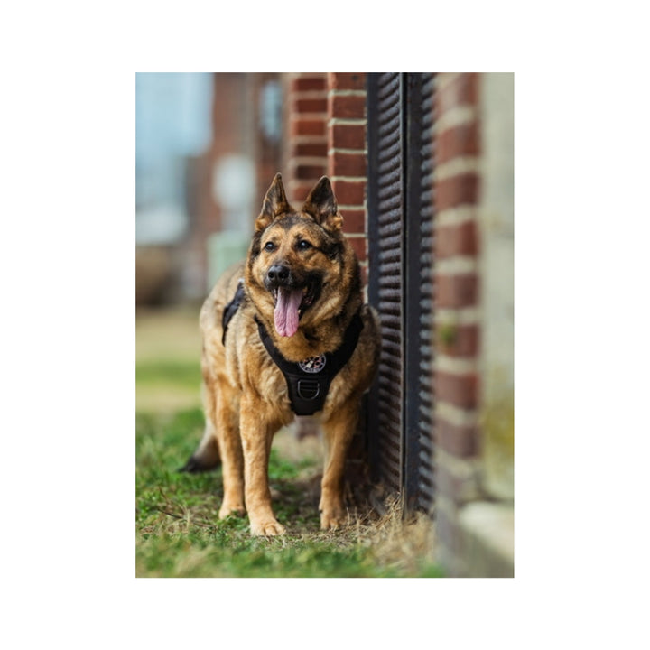 K9 Tambo Plush