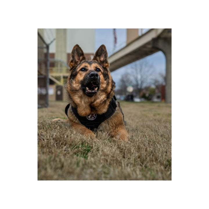 K9 Tambo Plush