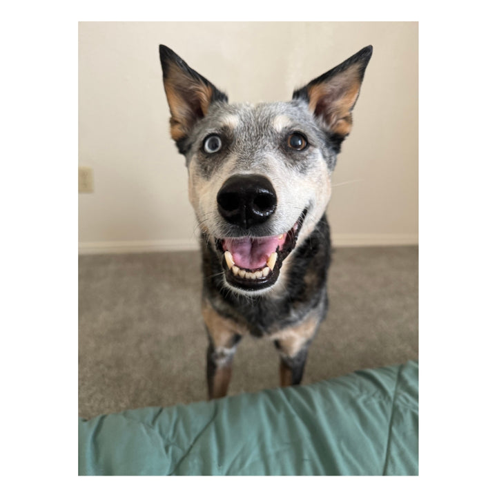 Kronos the CowDog Plushie