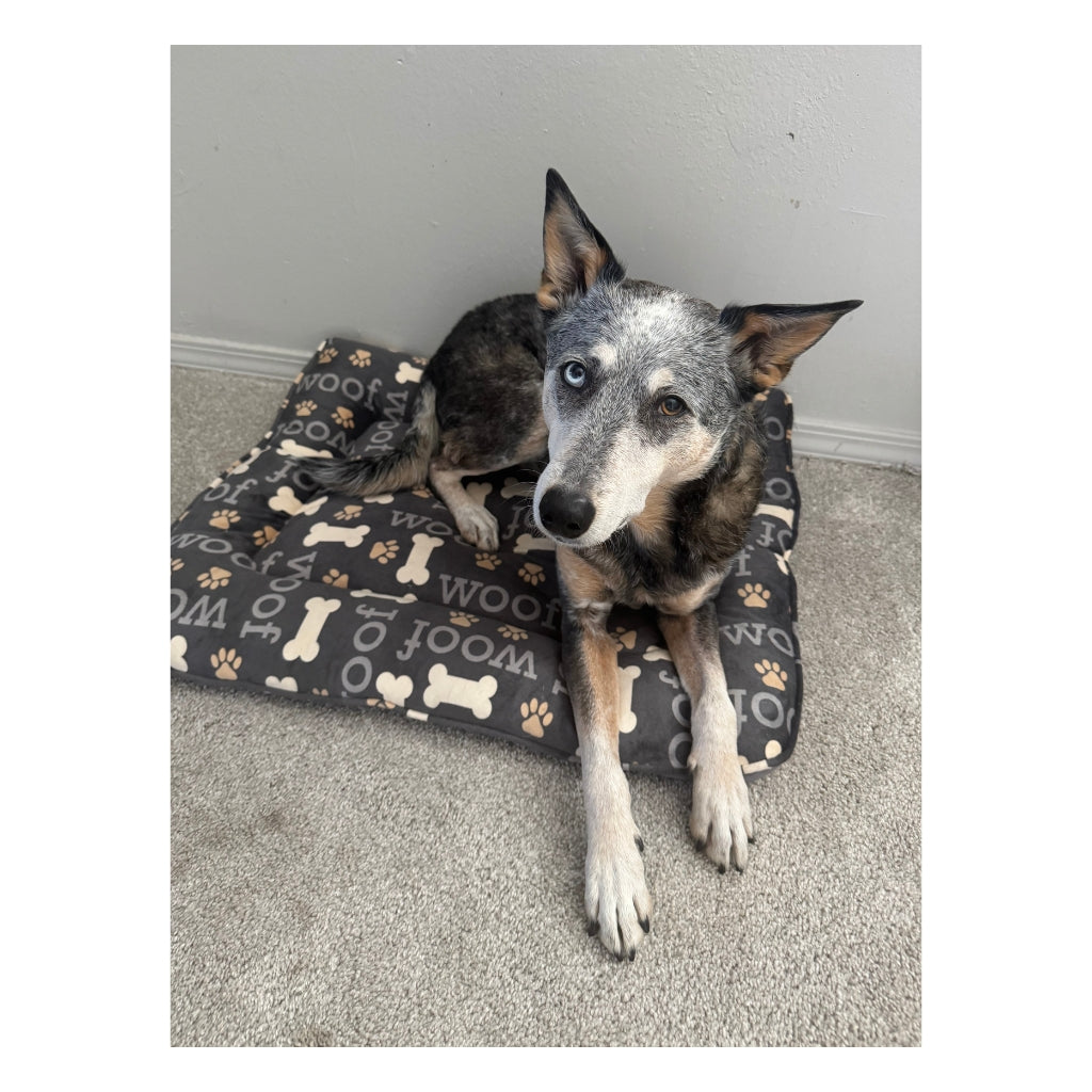 Kronos the CowDog Plushie