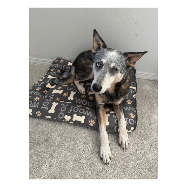 Kronos the CowDog Plushie
