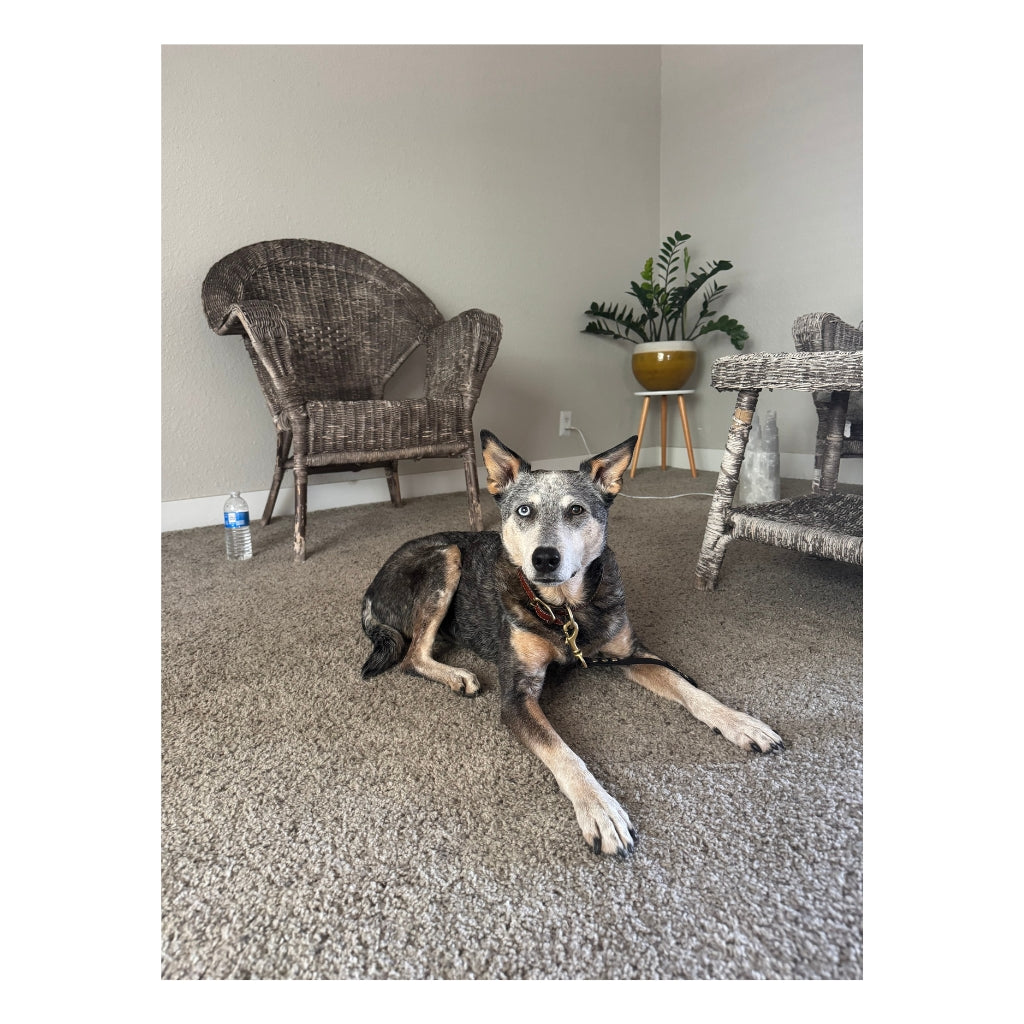 Kronos the CowDog Plushie