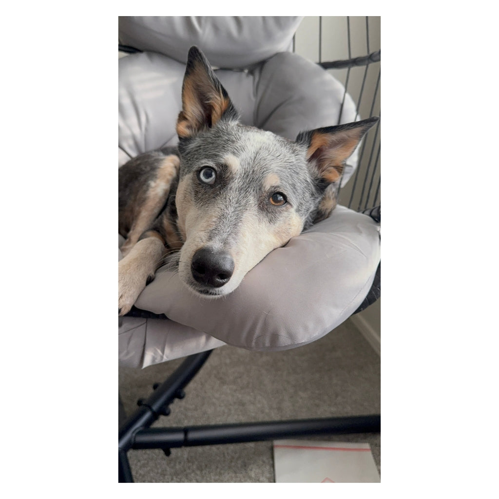 Kronos the CowDog Plushie