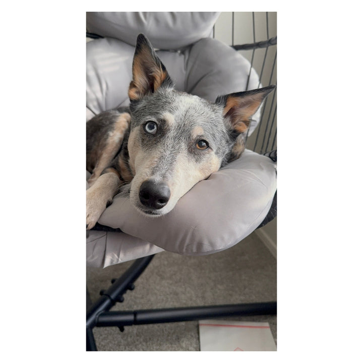 Kronos the CowDog Plushie