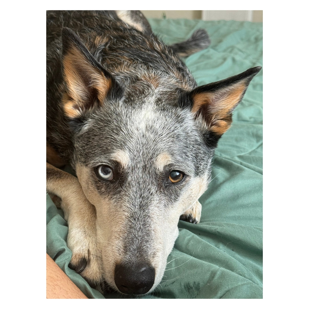 Kronos the CowDog Plushie