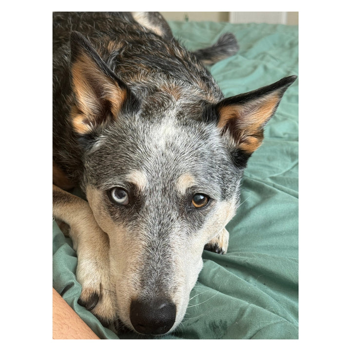 Kronos the CowDog Plushie