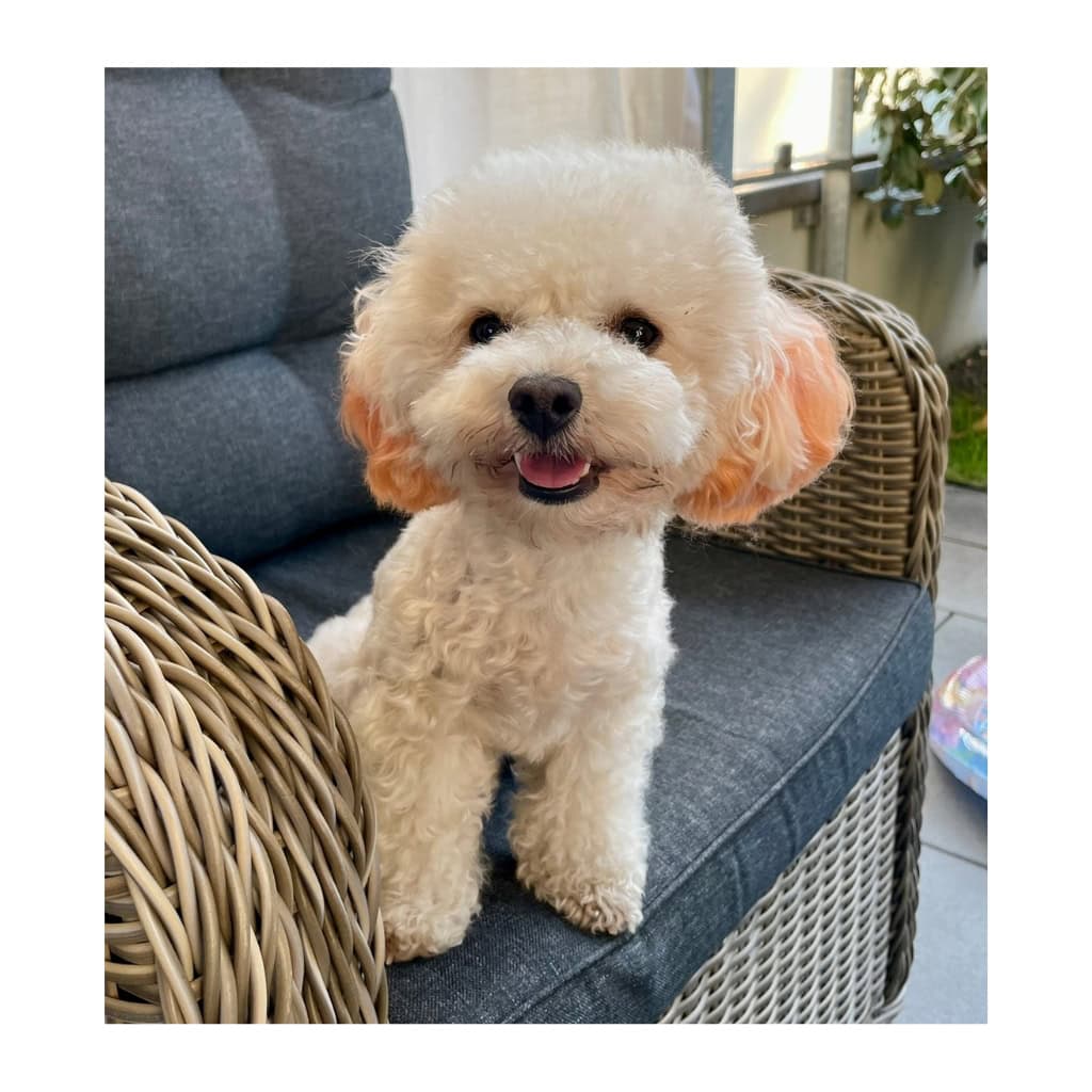 Mia & Her Pizza – The Ultimate Cuddle Plush