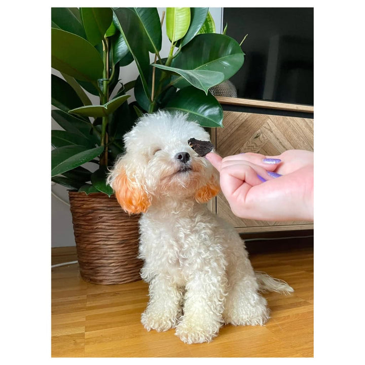 Mia & Her Pizza – The Ultimate Cuddle Plush