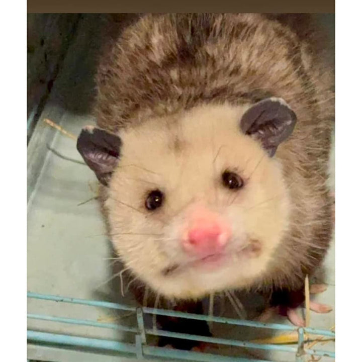 Monty Plush