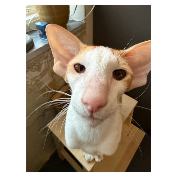 Nacho – The Steam Spa King Plush