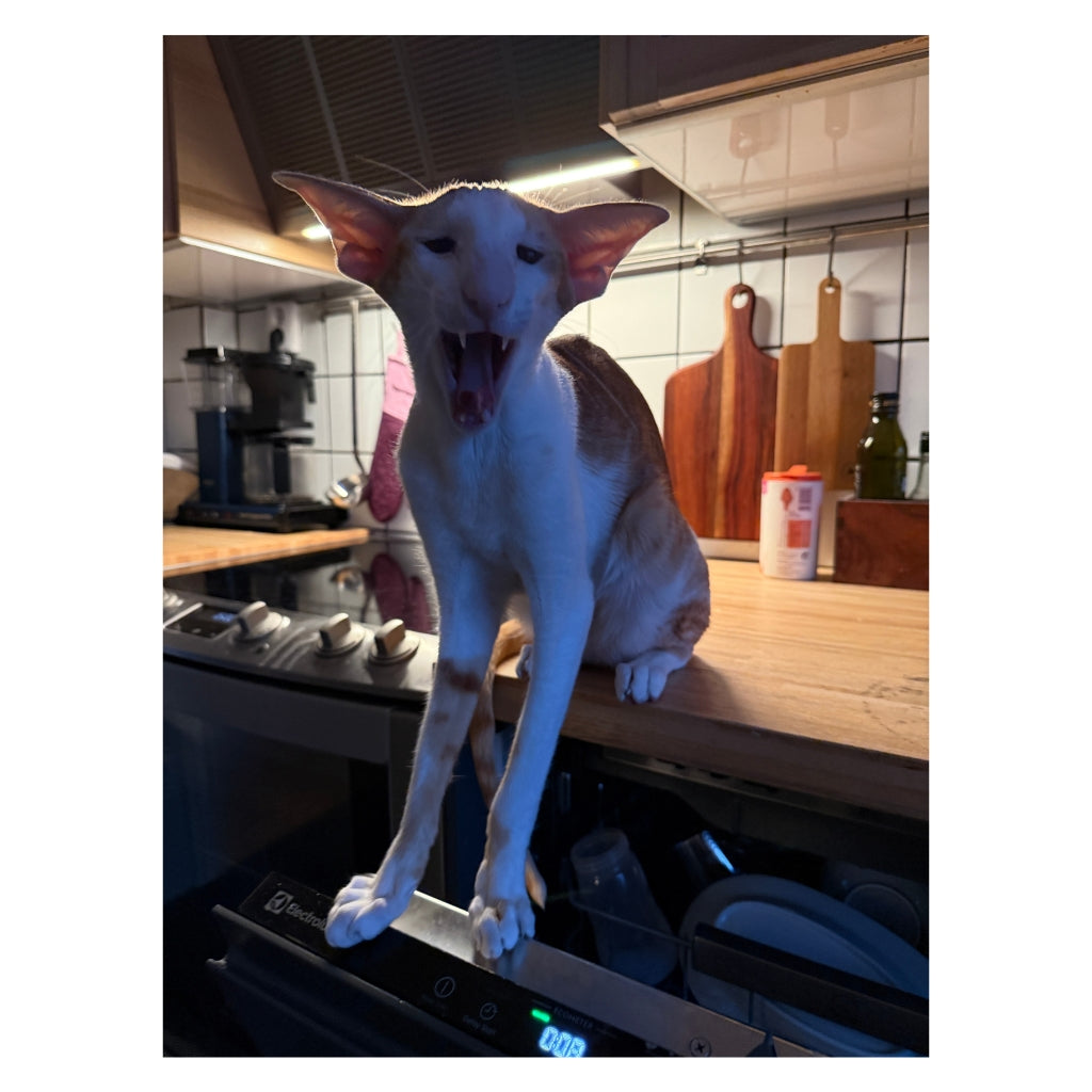 Nacho – The Steam Spa King Plush